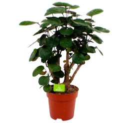 Polyscias Lemon - Aralia - P19 H65 - Kamerplant