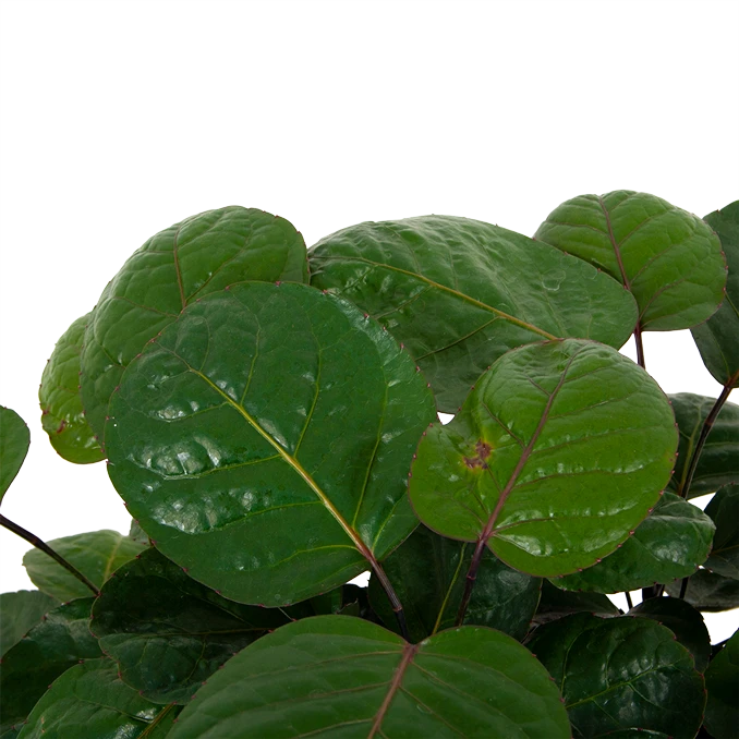 Polyscias Lemon - Aralia - P19 H65 - Kamerplant 2 Polyscias Lemon - Aralia - P19 H65 - Kamerplant - Afbeelding 2