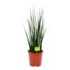 Sansevieria Fernwoord Mikado - Vrouwentong - P19 H75 - Kamerplant