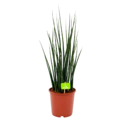 Sansevieria Fernwoord Mikado - Vrouwentong - P19 H75 - Kamerplant