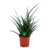 Sansevieria Fernwoord Punk - Vrouwentong - P17 H60 - Kamerplant