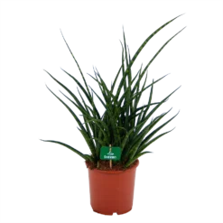 Sansevieria Fernwoord Punk - Vrouwentong - P17 H60 - Kamerplant