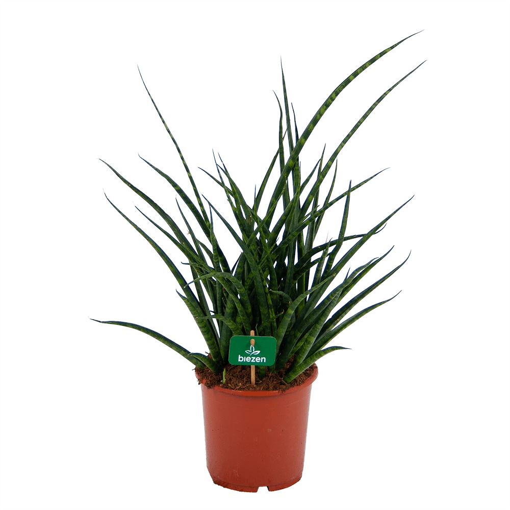 Sansevieria Fernwoord Punk - Vrouwentong - P17 H60 - Kamerplant 1 Sansevieria Fernwoord Punk - Vrouwentong - P17 H60 - Kamerplant