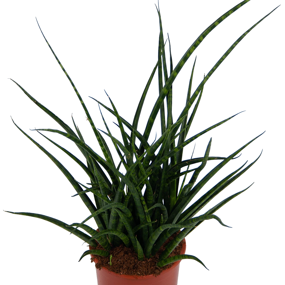 Sansevieria Fernwoord Punk - Vrouwentong - P17 H60 - Kamerplant 2 Sansevieria Fernwoord Punk - Vrouwentong - P17 H60 - Kamerplant - Afbeelding 2