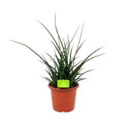 Sansevieria Fernwoord Punk - Vrouwentong - P25 H60 - Kamerplant