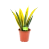 Sansevieria Gold Flame - Vrouwentong - P17 H50 - Kamerplant