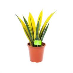 Sansevieria Gold Flame - Vrouwentong - P17 H50 - Kamerplant