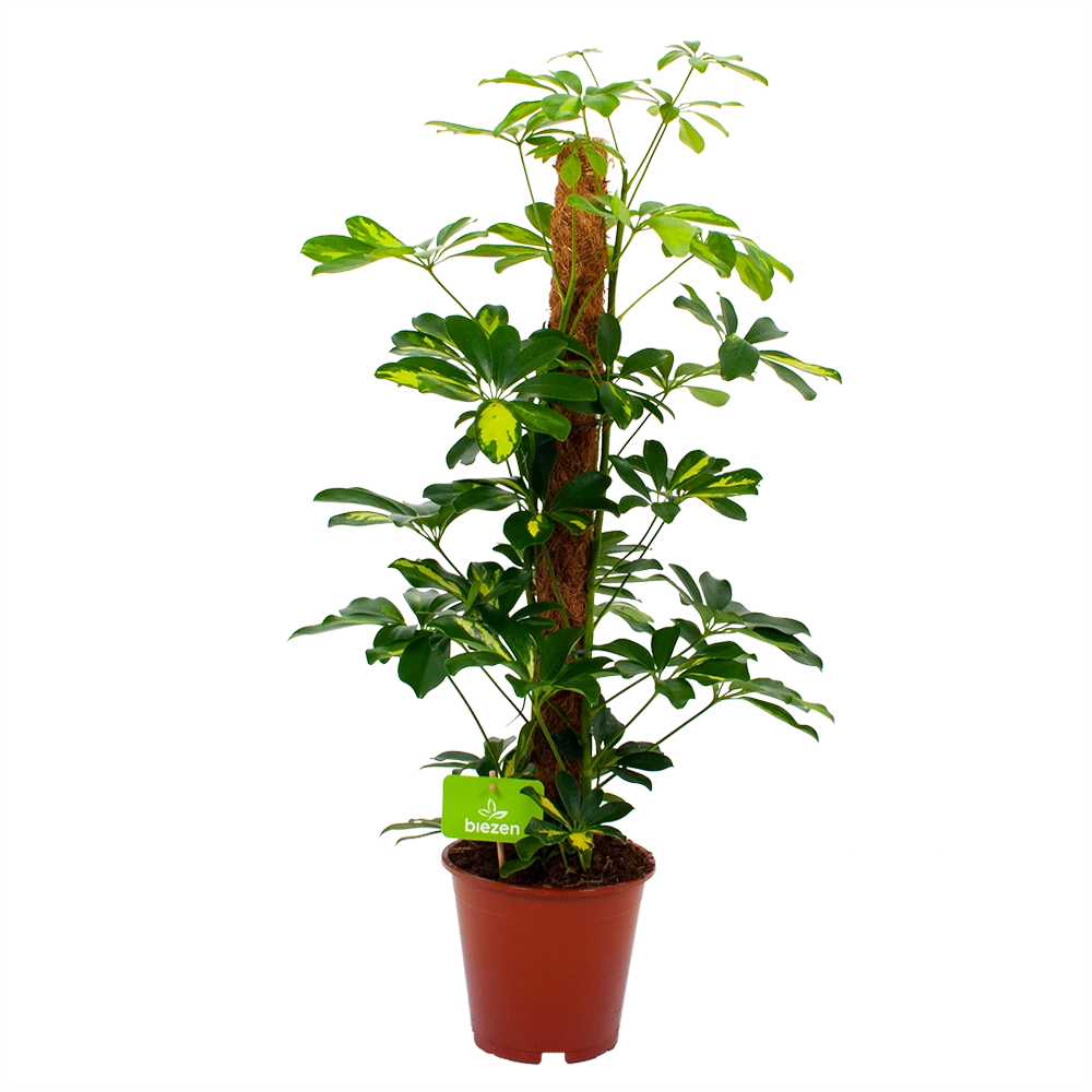 Schefflera Arboricola Gold Capella Mosstok - Vingerboom - P19 H75 - Kamerplant 1 Schefflera Arboricola Gold Capella Mosstok - Vingerboom - P19 H75 - Kamerplant