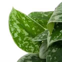 Scindapsus Pictus Silvery Ann Op Mosstok - Epipremnum - P15 H60 - Kamerplant -Goedkope Tuinbenodigdheden winkel scindapsus pictus silvery ann op mosstok epipremnum p15 h60 6 3