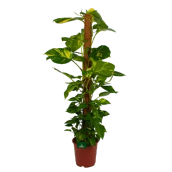 Scindapsus Pinnatum Aureum Op Mosstok - Epipremnum - P27 H150 - Kamerplant