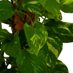 Scindapsus Pinnatum Aureum Op Mosstok - Epipremnum - P27 H150 - Kamerplant 6 Scindapsus Pinnatum Aureum Op Mosstok - Epipremnum - P27 H150 - Kamerplant -Goedkope Tuinbenodigdheden winkel scindapsus pinnatum aureum op mosstok epipremnum p27 h150 4