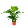 Spathiphyllum Wallisii - Lepelplant - P19 H80 Wit - Kamerplant
