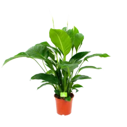 Spathiphyllum Wallisii - Lepelplant - P19 H80 Wit - Kamerplant