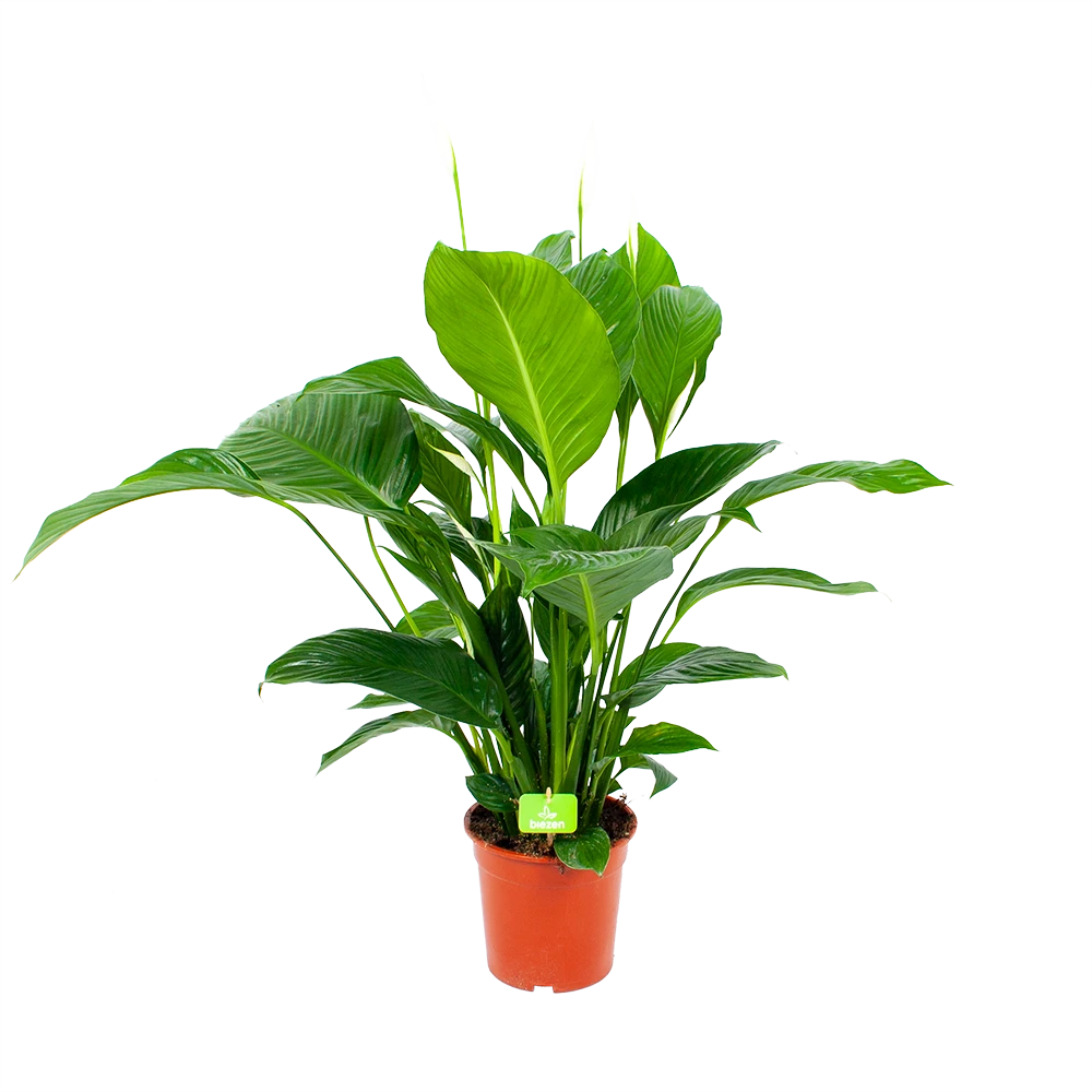 Spathiphyllum Wallisii - Lepelplant - P19 H80 Wit - Kamerplant 1 Spathiphyllum Wallisii - Lepelplant - P19 H80 Wit - Kamerplant