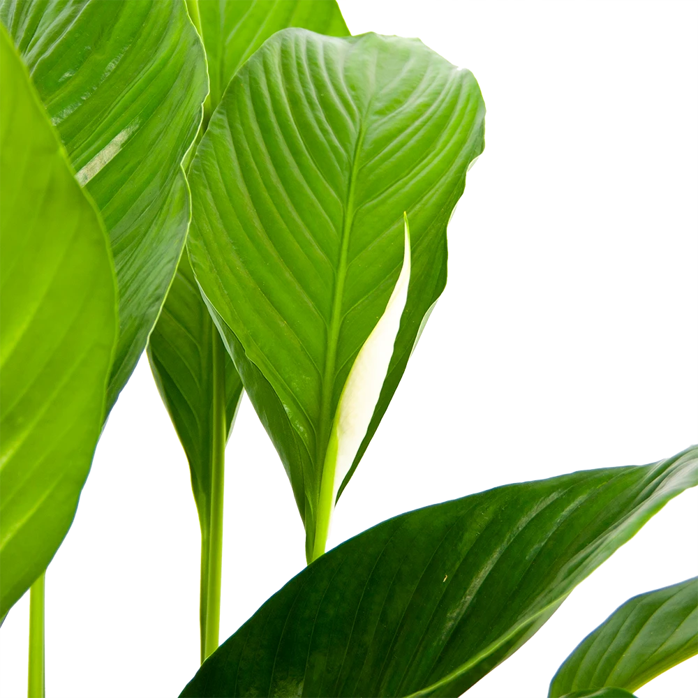 Spathiphyllum Wallisii - Lepelplant - P19 H80 Wit - Kamerplant 3 Spathiphyllum Wallisii - Lepelplant - P19 H80 Wit - Kamerplant - Afbeelding 3