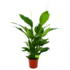 Spathiphyllum Wallisii - Lepelplant - P24 H120 Wit - Kamerplant