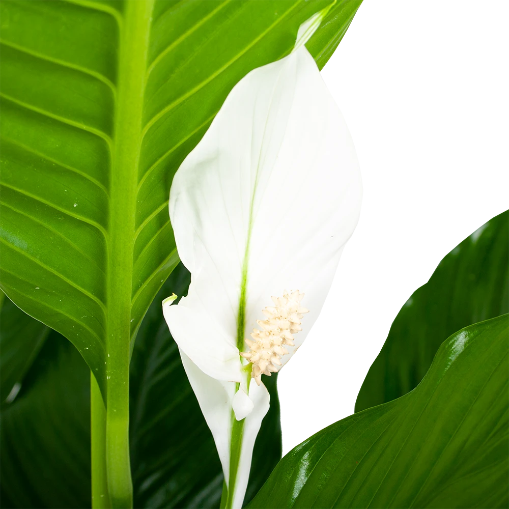 Spathiphyllum Wallisii - Lepelplant - P24 H120 Wit - Kamerplant 2 Spathiphyllum Wallisii - Lepelplant - P24 H120 Wit - Kamerplant - Afbeelding 2