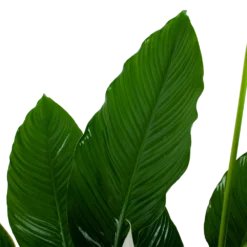 Spathiphyllum Wallisii - Lepelplant - P24 H120 Wit - Kamerplant 6 Spathiphyllum Wallisii - Lepelplant - P24 H120 Wit - Kamerplant -Goedkope Tuinbenodigdheden winkel spathiphyllum wallisii lepelplant p24 h120 wit 6