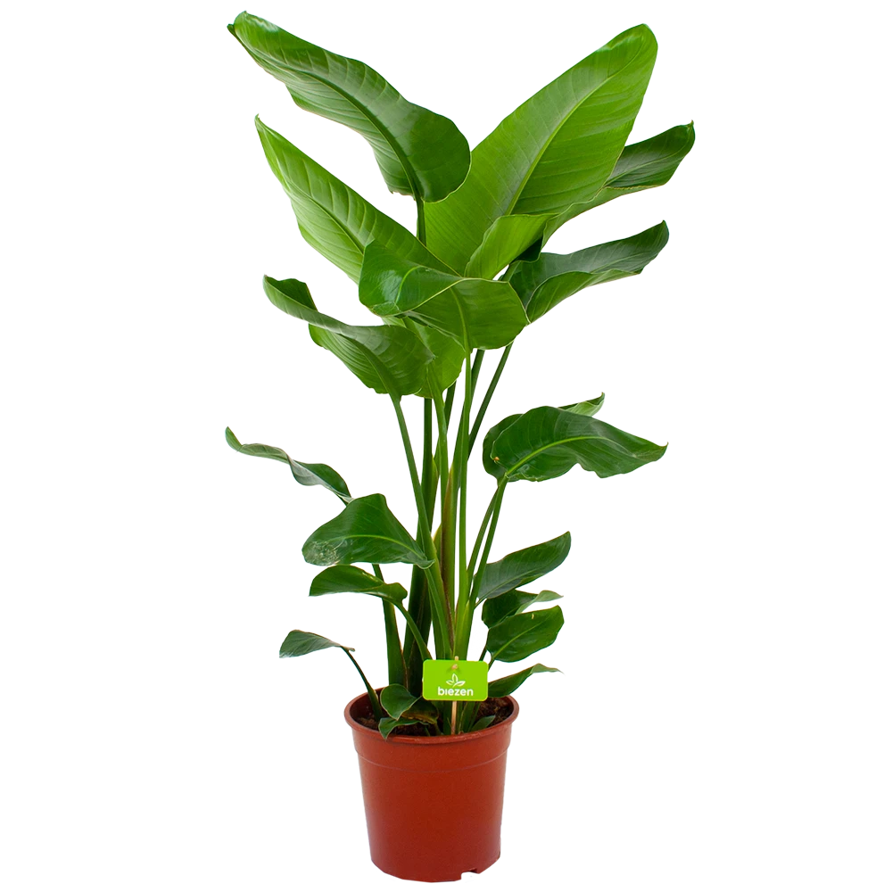 Strelitzia Nicolai - Paradijsvogelpant - P24 H100 - Kamerplant 1 Strelitzia Nicolai - Paradijsvogelpant - P24 H100 - Kamerplant