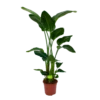 Strelitzia Nicolai - Paradijsvogelpant - P27 H180 - Kamerplant