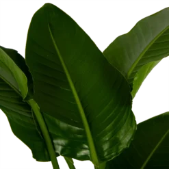 Strelitzia Nicolai - Paradijsvogelpant - P27 H180 - Kamerplant -Goedkope Tuinbenodigdheden winkel strelitzia nicolai paradijsvogelpant p27 h180 6 2