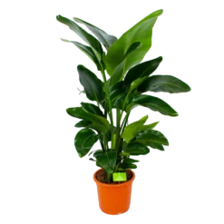 Strelitzia Nicolai - Paradijsvogelpant - P28 H130 - Kamerplant