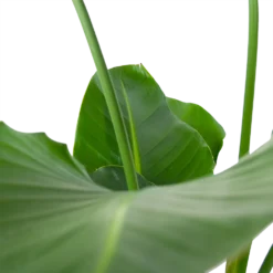 Strelitzia Nicolai - Paradijsvogelpant - P30 H130 - Kamerplant 8 Strelitzia Nicolai - Paradijsvogelpant - P30 H130 - Kamerplant -Goedkope Tuinbenodigdheden winkel strelitzia nicolai paradijsvogelpant p30 h130 6