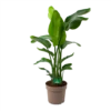 Strelitzia Nicolai - Paradijsvogelpant - P30 H130 - Kamerplant