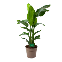 Strelitzia Nicolai - Paradijsvogelpant - P30 H130 - Kamerplant