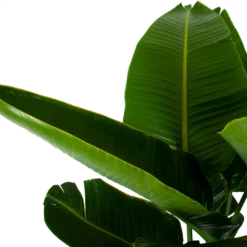 Strelitzia Nicolai - Paradijsvogelpant - P32 H170 - Kamerplant -Goedkope Tuinbenodigdheden winkel strelitzia nicolai paradijsvogelpant p32 h170 6