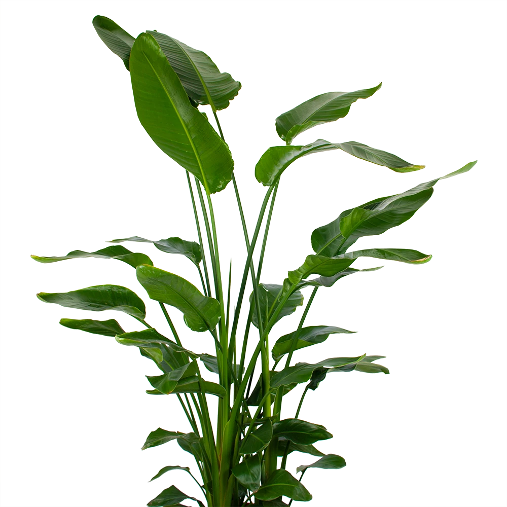 Strelitzia Nicolai - Paradijsvogelpant - P36 H170 - Kamerplant 2 Strelitzia Nicolai - Paradijsvogelpant - P36 H170 - Kamerplant - Afbeelding 2