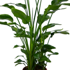 Strelitzia Nicolai - Paradijsvogelpant - P36 H170 - Kamerplant 7 Strelitzia Nicolai - Paradijsvogelpant - P36 H170 - Kamerplant -Goedkope Tuinbenodigdheden winkel strelitzia nicolai paradijsvogelpant p36 h170 kamerplant 4 1