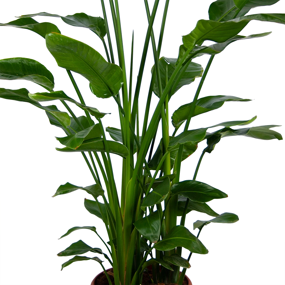 Strelitzia Nicolai - Paradijsvogelpant - P36 H170 - Kamerplant 3 Strelitzia Nicolai - Paradijsvogelpant - P36 H170 - Kamerplant - Afbeelding 3