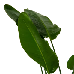 Strelitzia Nicolai - Paradijsvogelpant - P36 H170 - Kamerplant 8 Strelitzia Nicolai - Paradijsvogelpant - P36 H170 - Kamerplant -Goedkope Tuinbenodigdheden winkel strelitzia nicolai paradijsvogelpant p36 h170 kamerplant 6