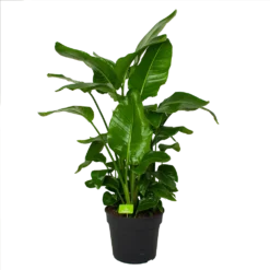 Strelitzia Nicolai - Paradijsvogelpant - P38 H160 - Kamerplant