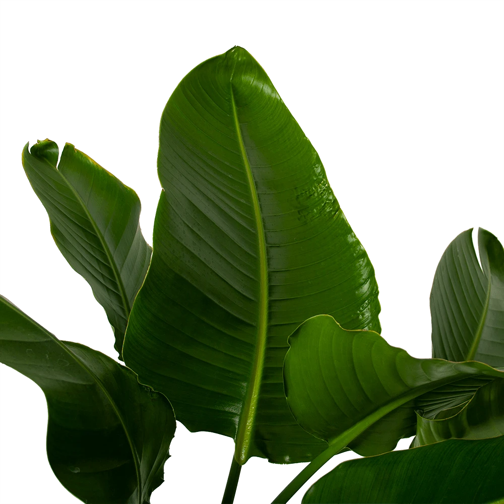 Strelitzia Nicolai - Paradijsvogelpant - P38 H160 - Kamerplant 2 Strelitzia Nicolai - Paradijsvogelpant - P38 H160 - Kamerplant - Afbeelding 2