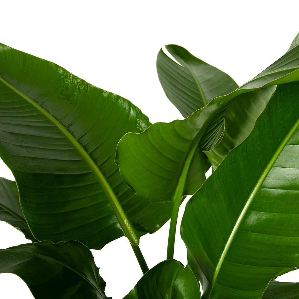 Strelitzia Nicolai - Paradijsvogelpant - P38 H160 - Kamerplant 3 Strelitzia Nicolai - Paradijsvogelpant - P38 H160 - Kamerplant - Afbeelding 3