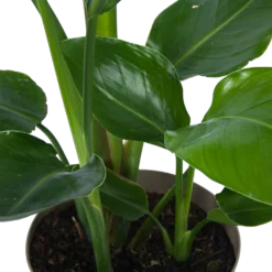 Strelitzia Nicolai - Paradijsvogelplant - P17 H60 - Kamerplant -Goedkope Tuinbenodigdheden winkel strelitzia nicolai paradijsvogelplant p17 h60 6