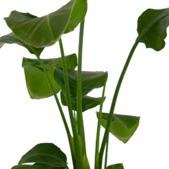 Strelitzia Nicolai - Paradijsvogelplant - P17 H80 - Kamerplant -Goedkope Tuinbenodigdheden winkel strelitzia nicolai paradijsvogelplant p17 h80 kamerplant 2