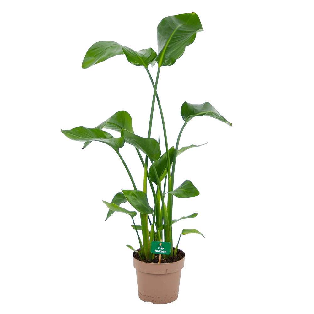 Strelitzia Nicolai - Paradijsvogelplant - P21 H120 - Kamerplant 1 Strelitzia Nicolai - Paradijsvogelplant - P21 H120 - Kamerplant
