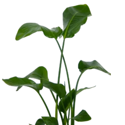 Strelitzia Nicolai - Paradijsvogelplant - P21 H120 - Kamerplant 6 Strelitzia Nicolai - Paradijsvogelplant - P21 H120 - Kamerplant -Goedkope Tuinbenodigdheden winkel strelitzia nicolai paradijsvogelplant p21 h120 kamerplant 3