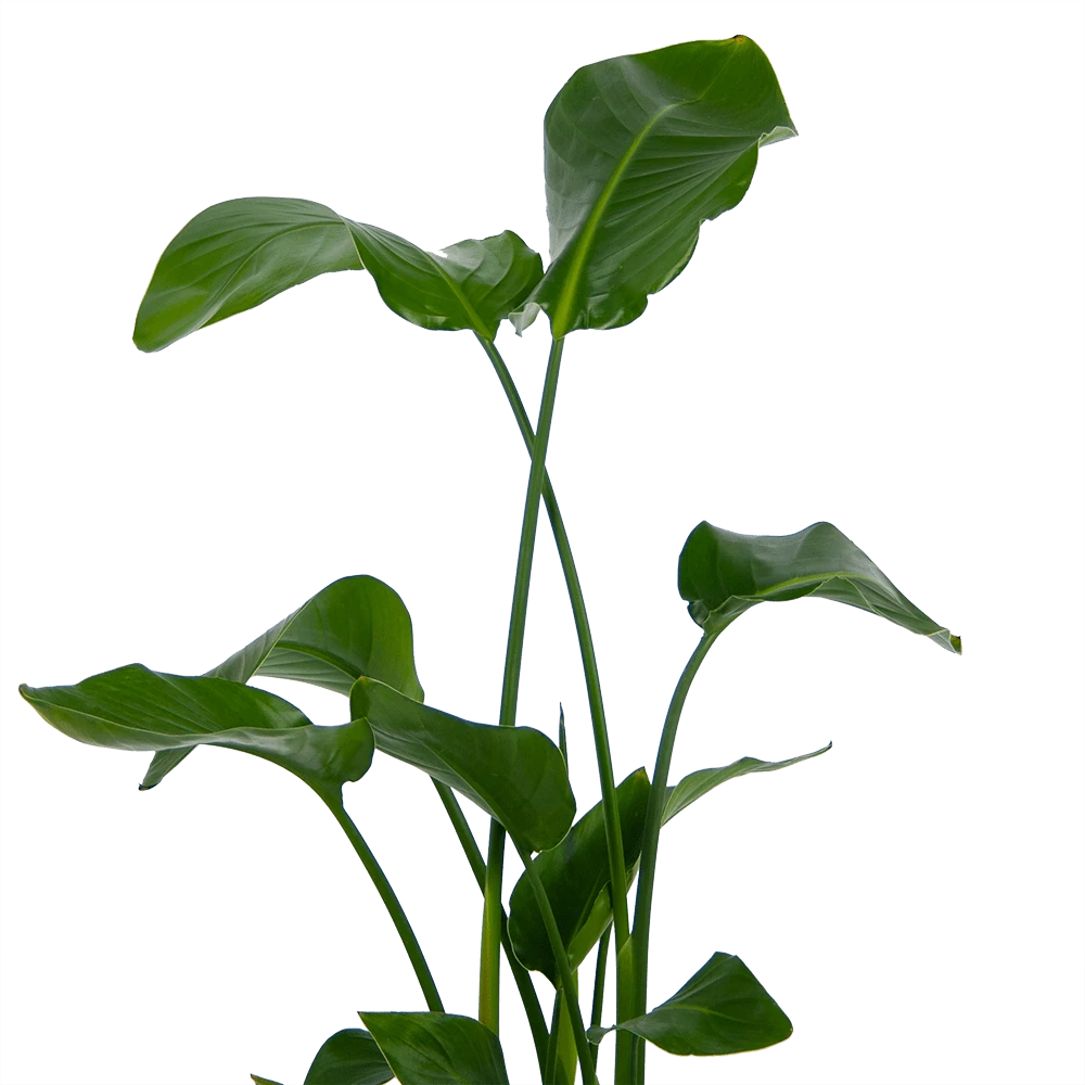 Strelitzia Nicolai - Paradijsvogelplant - P21 H120 - Kamerplant 3 Strelitzia Nicolai - Paradijsvogelplant - P21 H120 - Kamerplant - Afbeelding 3