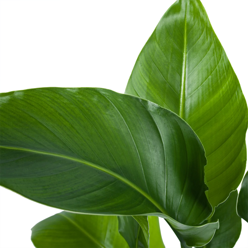 Strelitzia Nicolai - Paradijsvogelplant - P21 H90 - Kamerplant 2 Strelitzia Nicolai - Paradijsvogelplant - P21 H90 - Kamerplant - Afbeelding 2