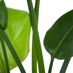 Strelitzia Nicolai - Paradijsvogelplant - P21 H90 - Kamerplant 6 Strelitzia Nicolai - Paradijsvogelplant - P21 H90 - Kamerplant -Goedkope Tuinbenodigdheden winkel strelitzia nicolai paradijsvogelplant p21 h90 6