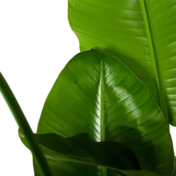 Strelitzia Nicolai - Paradijsvogelplant - P35 H130 - Kamerplant -Goedkope Tuinbenodigdheden winkel strelitzia nicolai paradijsvogelplant p35 h130 6