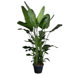 Strelitzia Nicolai - Paradijsvogelplant - P35 H200 - Kamerplant