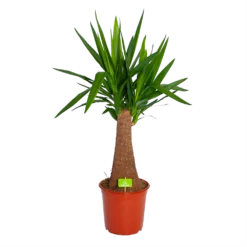 Yucca Inca Tree - Palmlelie - P24 H85 - Kamerplant