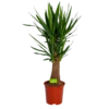 Yucca Inca Tree - Palmlelie - P27 H110 - Kamerplant
