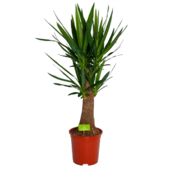 Yucca Inca Tree - Palmlelie - P27 H110 - Kamerplant