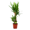 Yucca - Palmlelie - P19 H90 - Kamerplant